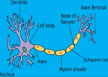 <p>Neuron Structure</p>