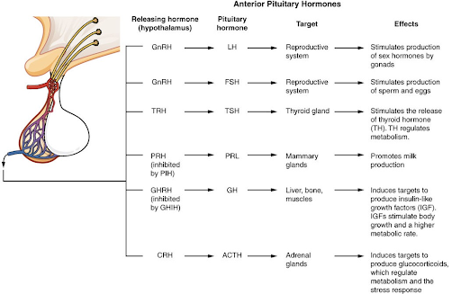 1. Adrenocorticotropic Hormone (ACTH)
2. Thyroid-Stimulating Hormone (TSH)
3. Growth Hormone (GH)
4. Follicle-Stimulating hormone (FSH)
5. Luteinizing Hormone (LH)
6. Prolactin
