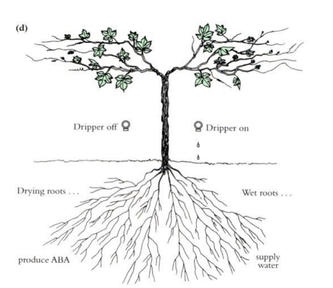 <p>e.g Grapevines</p><p>Irrigated on both sides:</p><ul><li><p>Top growth excessive</p></li><li><p>fruit quality reduced by shading</p></li></ul><p>INSTEAD: Irrigating on alternate sides of plant:</p><ul><li><p>ABA made on one half→ carried to leaves</p></li><li><p>top growth is reduced</p></li><li><p><strong>fruit quality is maintained</strong></p></li></ul><p>Why useful?</p><ul><li><p>reduces overall demand for irrigation</p><p>→ useful in warming drying climate</p></li></ul><p></p>