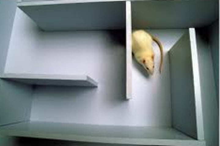 <p>a relatively permanent change in an organism's behavior due to experience.</p>