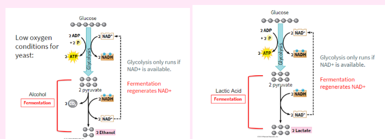 <p>Require no oxygen and happens in the cytoplasm</p><p>ex: Alcohol fermentation and Latic Acid fermentation</p>