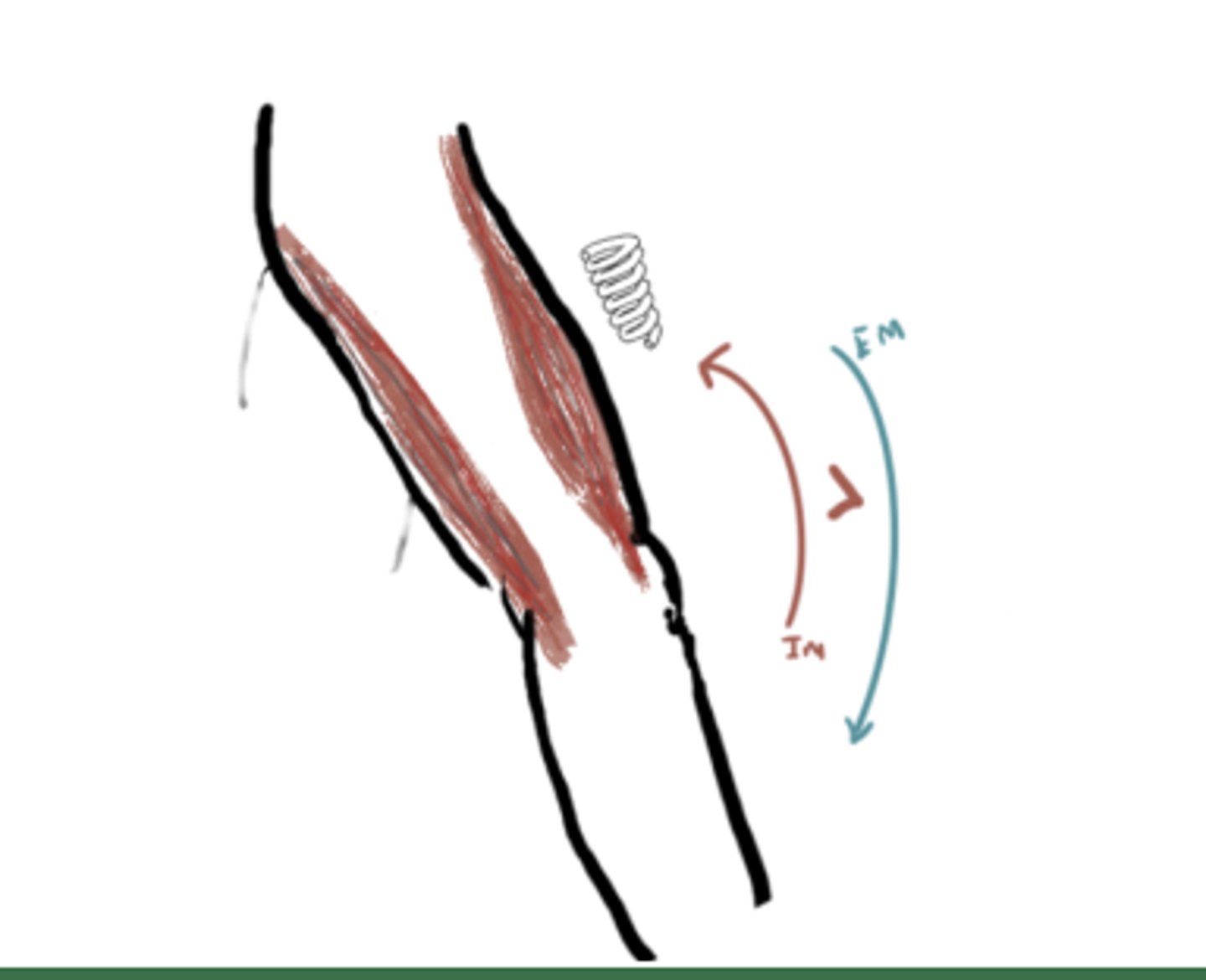 <p>IM: Knee extension (Quads)</p><p>EM: Knee Flexion</p><p>IM&gt;EM (concentric)</p><p>Angle = 5 to 10° flexion</p>