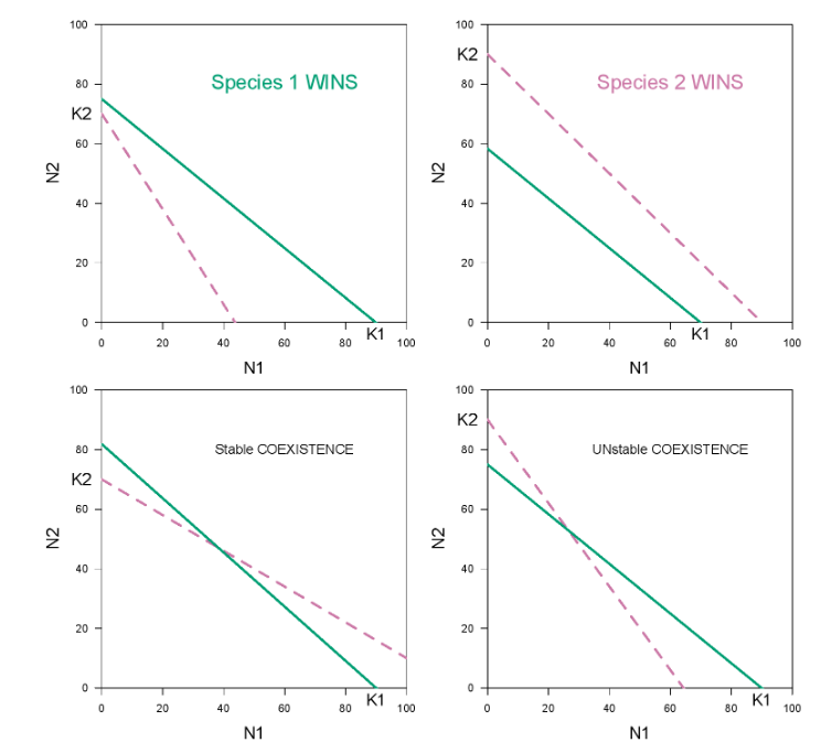 <p>where dN/dt = 0 </p><p>helps predict the outcome of competition</p>