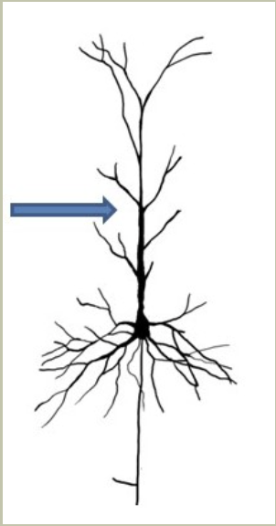 <p>The arrow marks the following feature of the pyramidal cell:</p>