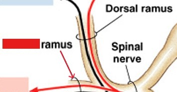 <p>Which ramus of spinal nerves:</p><ul><li><p>Larger branch that innervates ventrolateral structures and limbs with somatic and visceral motor fibers</p></li></ul><p></p>
