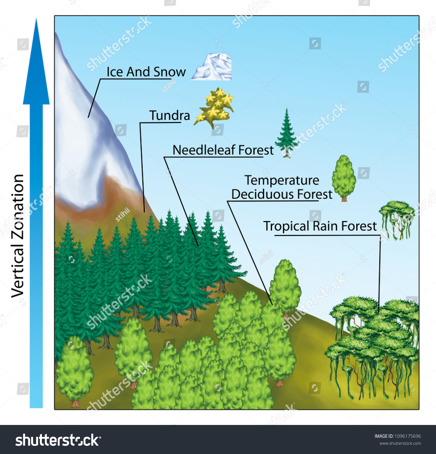 <p><span><span>the natural, vertical layering of ecosystems, vegetation, and animal species on mountain slopes caused by changing environmental conditions—like temperature, humidity, and pressure—as altitude increases</span></span></p>
