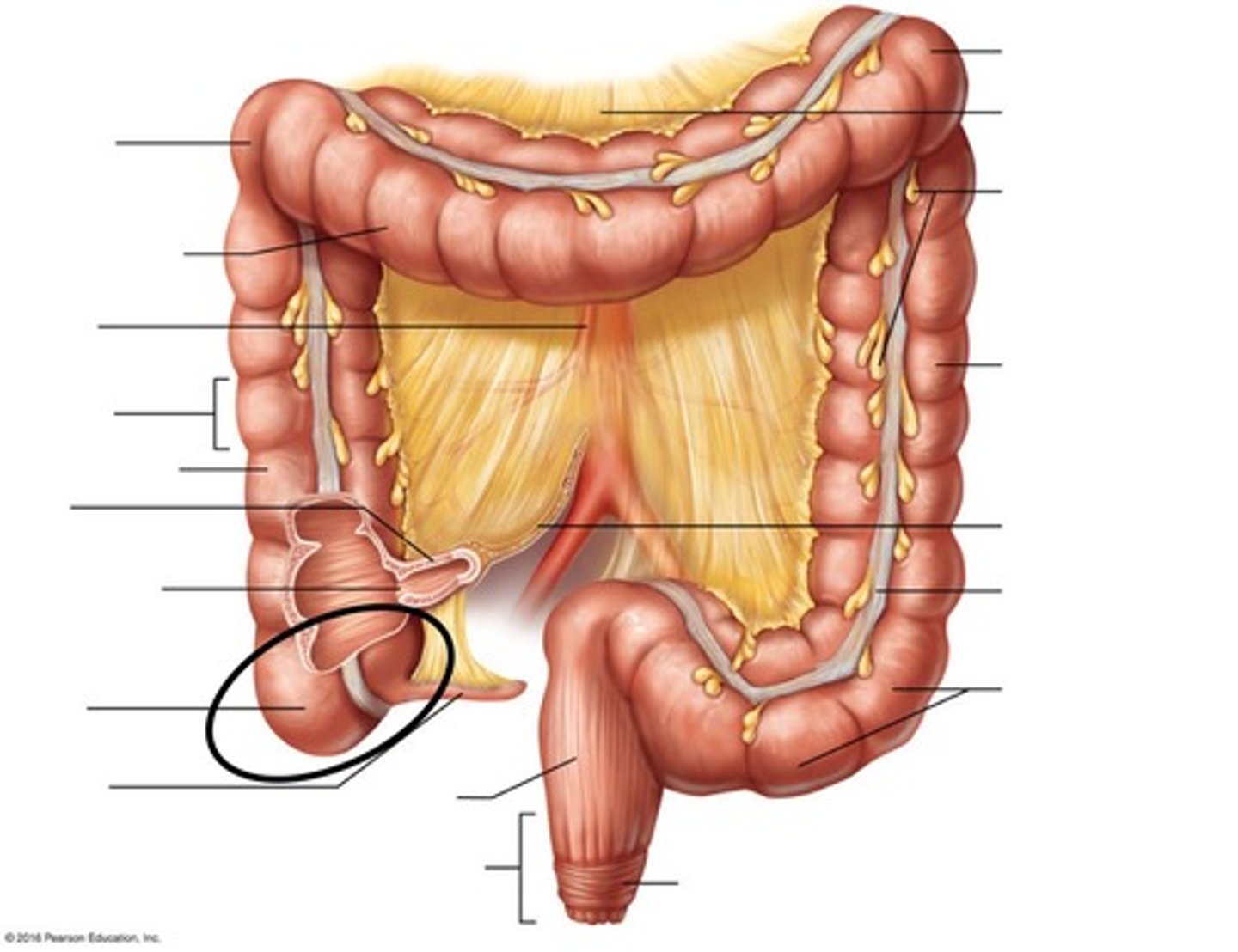 <p>Small pouch that forms the beginning of the large intestine</p>