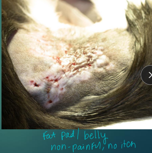 <p><span>Rapid-growing Mycobacteria</span></p>