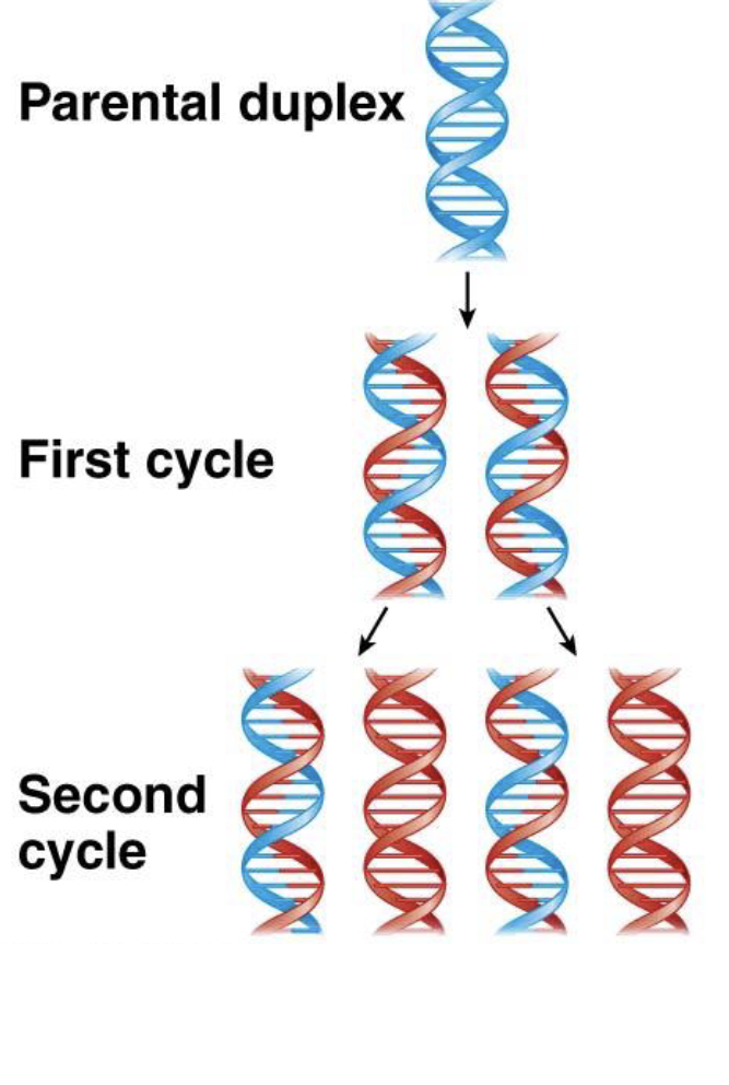 <ul><li><p>DNA replication</p></li><li><p>each DNA separates and is a template for a new complementary strand</p></li><li><p>after 1st cycle —&gt; each DNA molecule has one old and one new strand&nbsp;</p></li><li><p>after 2nd cycle —&gt; half of the molecules are hybrid (one old and one new) and the other half are completely new&nbsp;</p></li><li><p>confirmed by Meselson-Stahl experiment&nbsp;</p></li></ul><p></p>