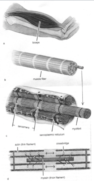 <p>muscle substructure; quantifies the amount of force produced by muscle contractions. Muscle force generation is a fundamental part of the lower limb's locomotive strategies, stability, and energetics as it provides the active elements of internal controllable forces</p>