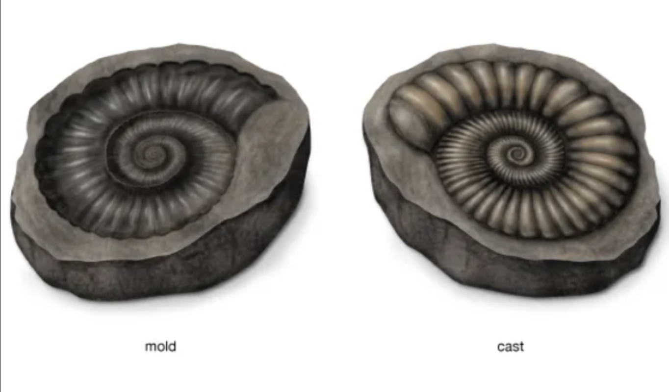 <p>cast = rock that’s got the shape of the organism sticking out of it.</p><p>mold = hollow imprint</p>