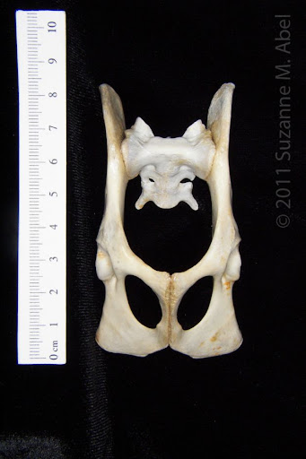 <ul><li><p>The <u>sacrum and pelvic girdle</u> join to form a bony enclosure called the <strong>Pelvis</strong>.</p></li><li><p>Pelvic bones are usually fused, but this depends on locomotion.</p><ul><li><p><u>Humans</u>: rigid sacroiliac joint. (<strong>synarthrotic</strong>)</p></li><li><p><u>Frogs (anurans): </u>flexible (<strong>diarthritic</strong>) sacroiliac joint for hopping.</p></li></ul></li><li><p>The pelvis surrounds the caudal end of the body cavity, forming the <strong>Pelvic Cavity</strong>, which contains urogenital organs and the end of the digestive tract.</p></li></ul><p></p>