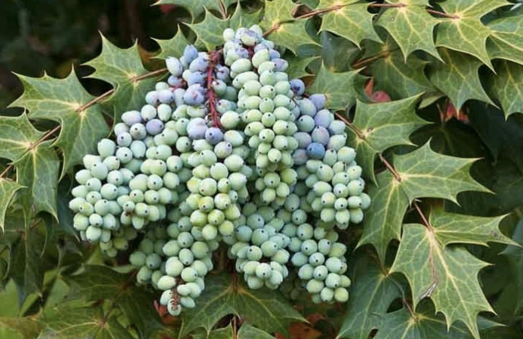 Leatherleaf Mahonia
