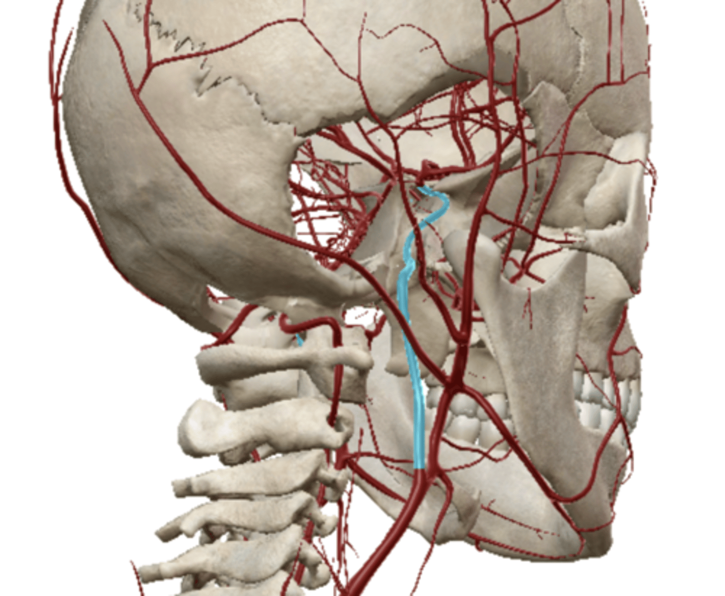 <p>Artery that supplies blood to the brain, eyes, eyelids, forehead, nose, and internal ear.</p>