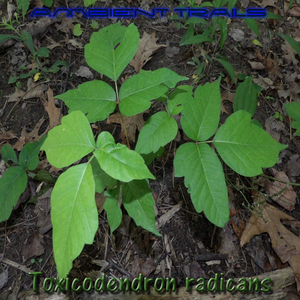 <p>Toxicondendron Radicans</p>