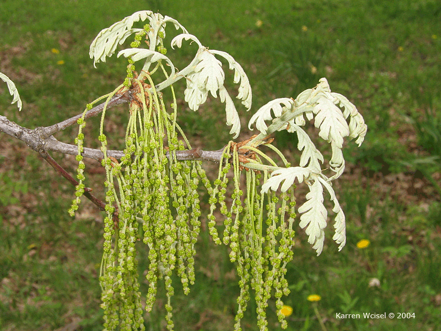 <p>Name this tree (scientific + common name)</p>