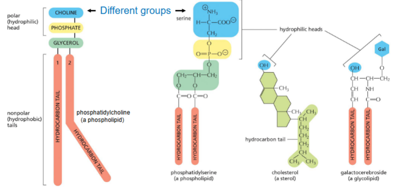 <p>Phospholipids, sterols, glycolipids</p><ul><li><p>Different groups on the molecule</p></li><li><p>All are amphipathic</p></li></ul><p></p>