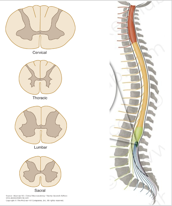 <ul><li><p>cervical&nbsp;</p></li><li><p>thoracic&nbsp;</p></li><li><p>lumbar&nbsp;</p></li><li><p>sacral</p></li></ul><p></p>