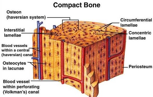 <p><strong>Osteons (Haversian systems) and Volkmann’s canals </strong>found in the <strong>compact bone</strong>.</p>