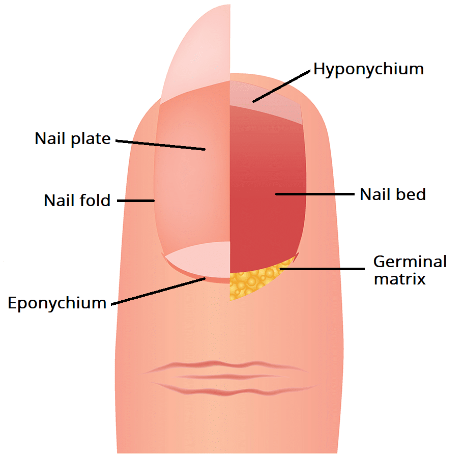 <p>Eponychim (Nail)</p>