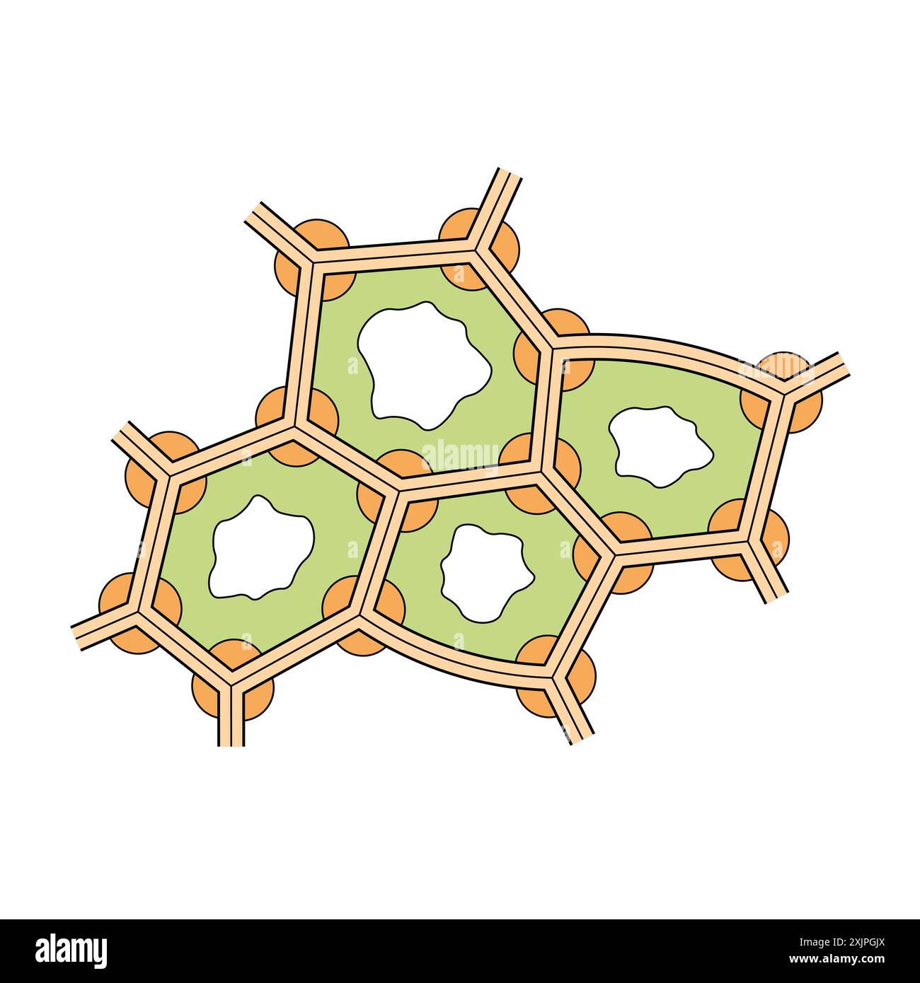 <p>Chlorenchyma</p>