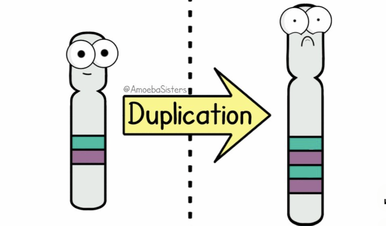 <p>duplication</p>