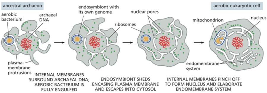 <p>to grow in size and volume the ancient archaeal cell enlarged its plasma membrane — how? — by forming protrusions that allowed it to exchange metabolites with its environment + interact with other cells including aerobic bacteria. at some point the protrusions pushed out further and further and segments of the plasma membrane started to tuck in — over time the invaginations pinched off forming double layered enelope that encloses the nuclear compartment</p><p>some of the membrane infoldings split off to produce the endomembrane system (ER, golgi, peroxisomes, endosomes, and lysosmes)</p><ul><li><p>ancestral archaeon + endosymbiosis of ancestral bacteria</p></li></ul><p></p>