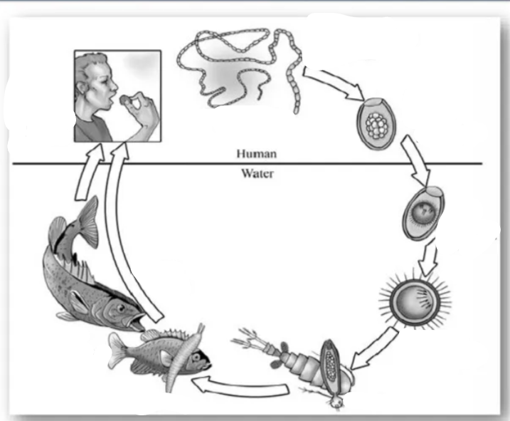 <p>This is the life cycle of?</p>