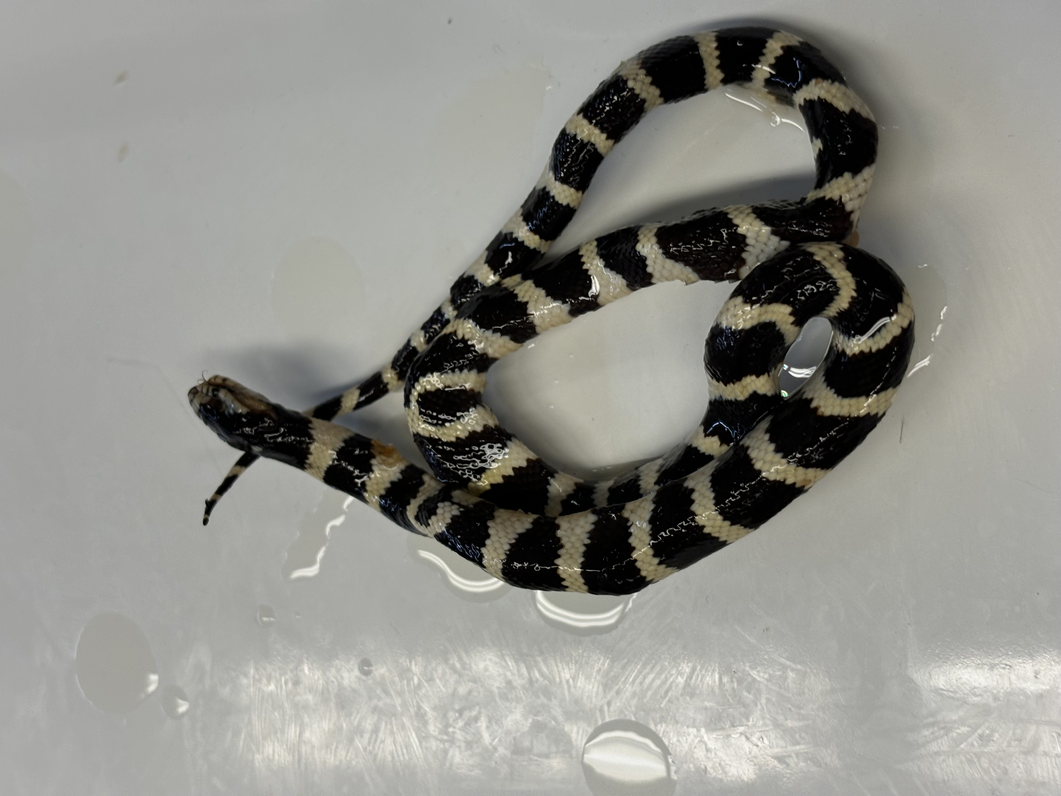 <p>Lampropeltis californiae</p>