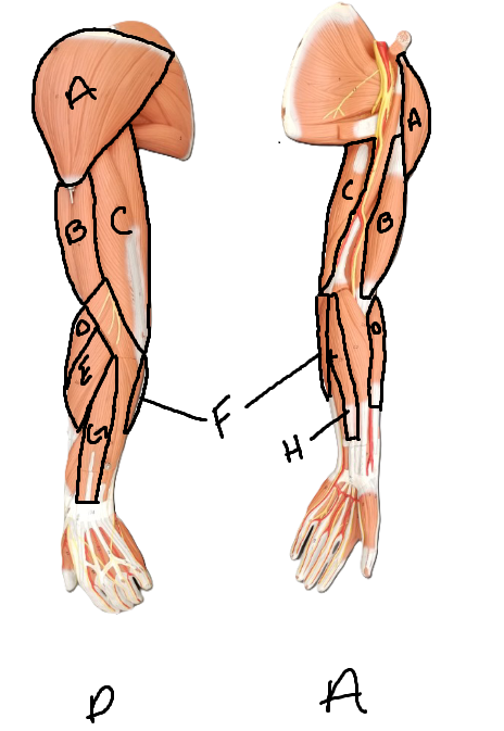 <p>What muscle is labeled H</p>