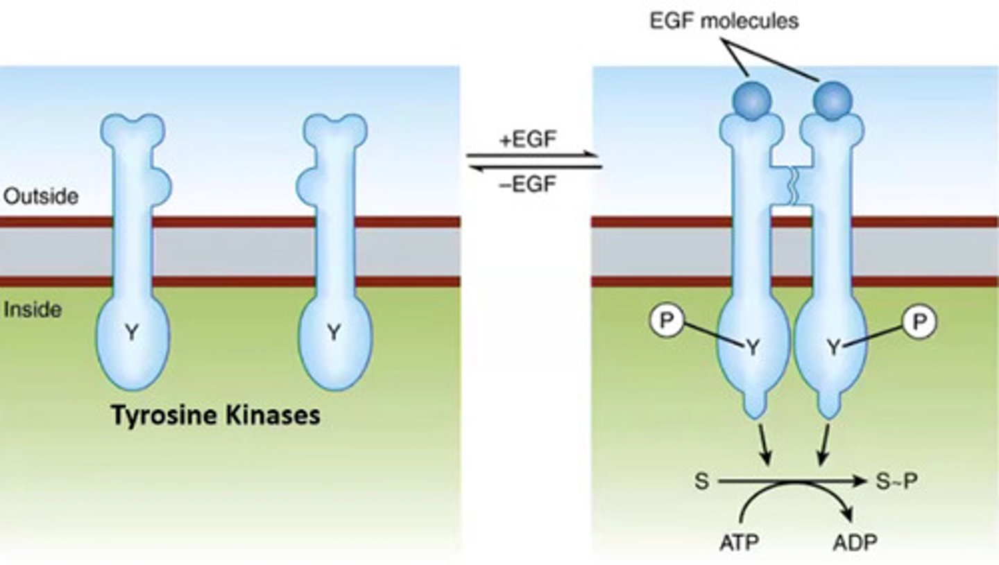 <p>Ligand-regulated kinase receptors</p>