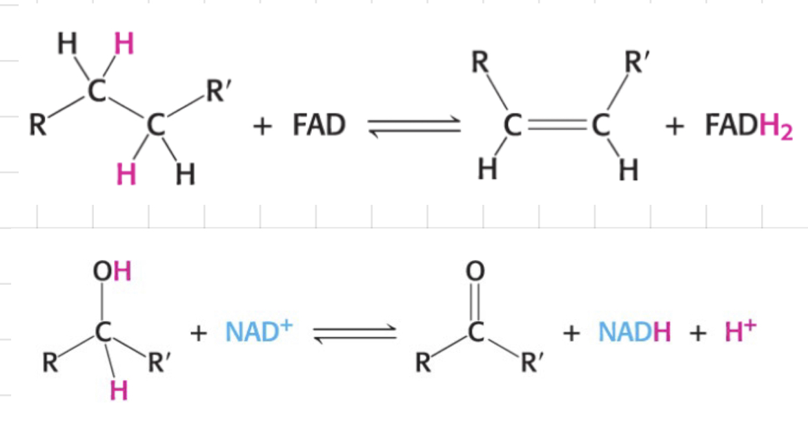 <ul><li><p>Catalyse <mark data-color="red"><u><strong>oxidation-reduction</strong></u></mark> reactions</p><ul><li><p>Transfer 2 H atoms from organic compounds to electron acceptors.</p></li><li><p>Involved <strong>NAD+</strong> or <strong>FAD</strong> as cofactors.</p></li></ul></li><li><p><strong>NAD+</strong> (Nicotinamide Adenine Dinucleotide)</p><ul><li><p>NAD+ is reduced to <strong>NADH</strong></p></li><li><p>Loves to oxidise <strong>-CH2-COH-</strong> to <strong>-CH-CO-</strong></p></li></ul></li><li><p><strong>FAD (Flavin Adenine Dinucleotide)</strong></p><ul><li><p>Accept 2 H+ and 2 e-</p></li><li><p>Become <strong>FADH2</strong></p></li><li><p>Loves to oxidise <strong>-CH2-CH2-</strong> to <strong>-CH=CH-</strong></p></li></ul></li></ul>