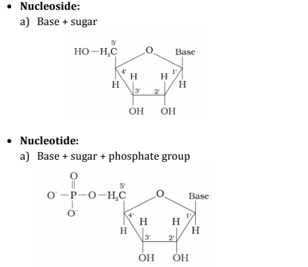 <ul><li><p><strong>Nucleoside:</strong> A unit formed by the combination of pentose sugar with the base is known as nucleoside.<br>(Base is attached to the 1st position of sugar)</p></li><li><p><strong>Nucleotide:</strong> When nucleoside combines with the phosphoric acid group, the unit obtained is called nucleotide.<br>(Phosphoric acid attached to the 5th position of sugar)</p><p></p></li></ul><p></p>