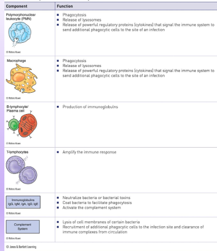<p>cellular defenders </p><p>complement system </p>