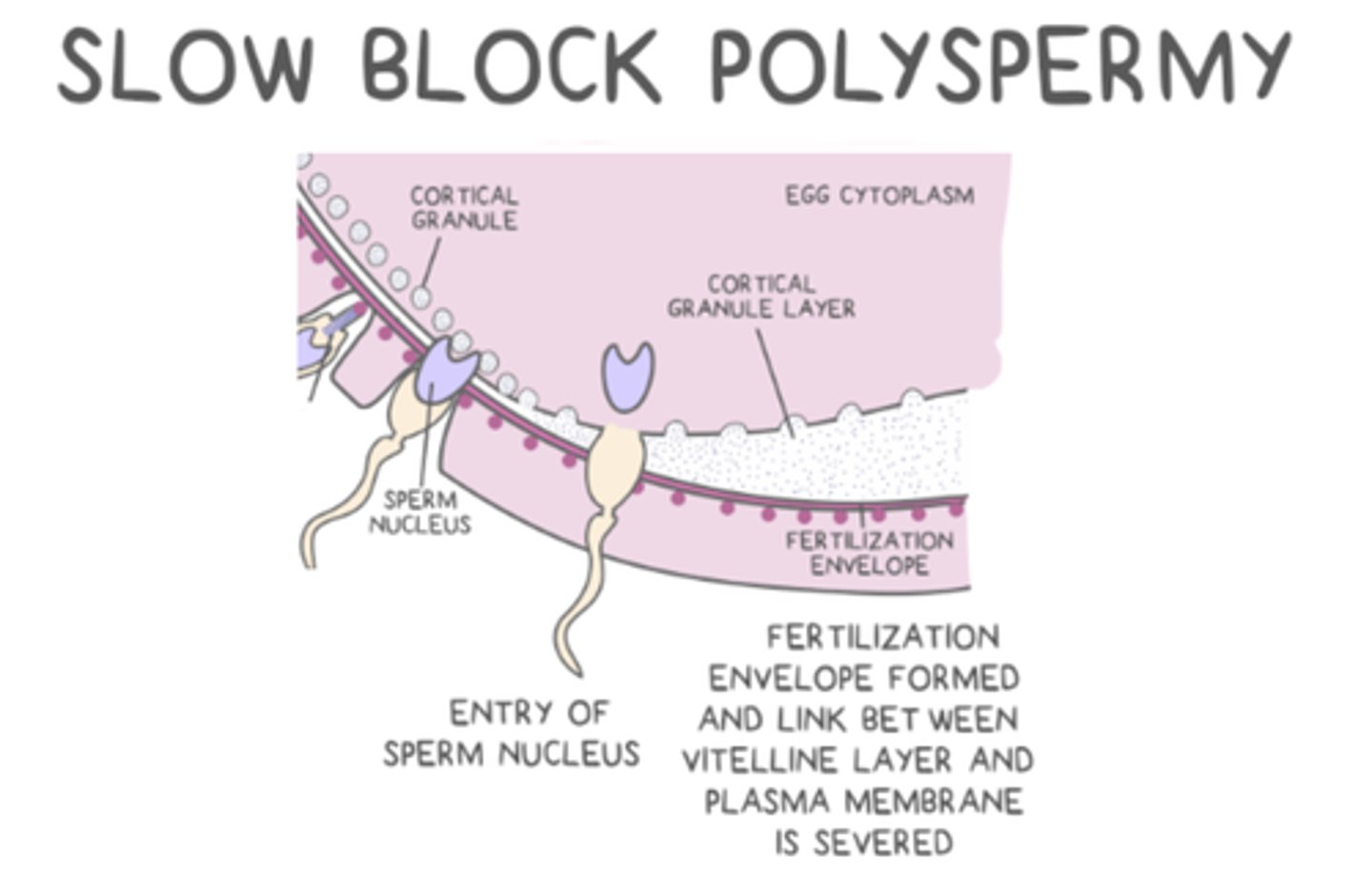 <p>sperm/egg membrane fusion --> fast block --> release of Ca2+ to egg membrane --> cortical reaction</p>