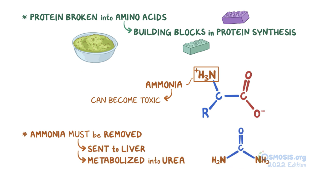 <ul><li><p><span style="font-family: Arial">All cells can ‘remodel’ amino acids but most amino acid metabolism occurs in liver</span></p></li><li><p><span style="font-family: Arial">Remodelling: removing the amino group &amp; recycling the carbon skeleton</span></p></li><li><p><span style="font-family: Arial">To metabolise amino acids, the <em>amino group </em>must first be removed (<strong>deamination</strong>)</span></p></li><li><p><span style="font-family: Arial">Toxic ammonia is converted, in the liver, to the less toxic compound <em>urea</em>, which is excreted in the urine</span></p></li></ul><p></p>