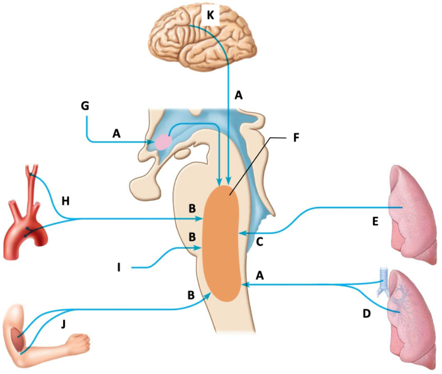 <p>H</p>