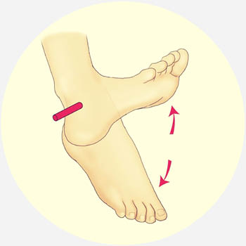 <p>plantarflexion</p>