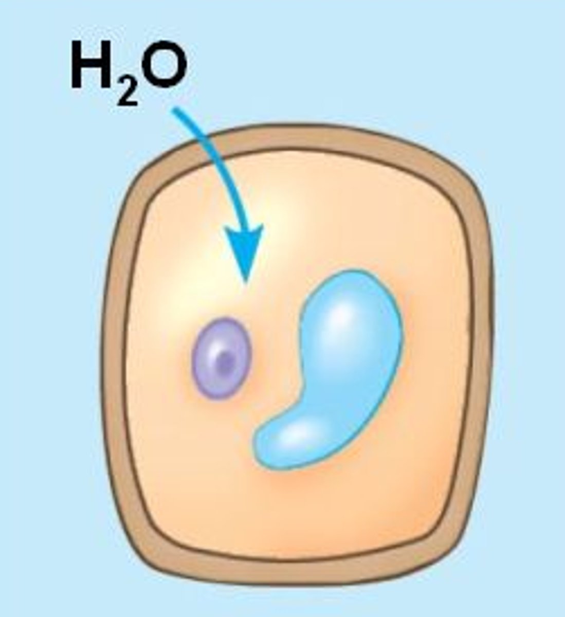<p>Water enters the cell by osmosis.</p><p>This causes the cytoplasm and vacuole to push against the cell wall. The plant cell becomes turgid</p>
