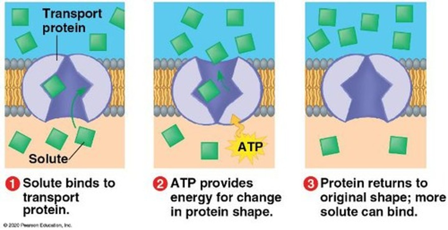 <p>The movement of solutes across a membrane against a concentration gradient, requiring energy in the form of ATP.</p>