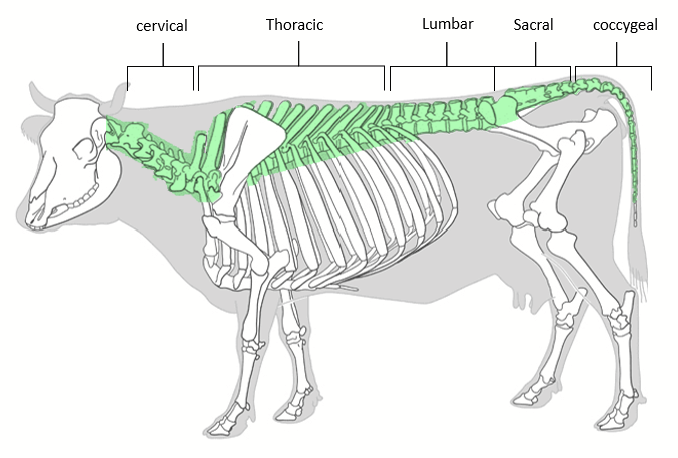 <p>Set of individual bones that protect the spinal cord. Runs from the base of the skull to the end of the tail. Number of vertebrae vary amongst species.</p><p>Divided into five regions:</p><ol><li><p>Cervical/neck</p></li><li><p>Thoracic/chest</p></li><li><p>Lumbar/lower back</p></li><li><p>Sacral or pelvis (vertebrae fused together to form the SACRUM)</p></li><li><p>Coccygeal/tail region (vertebrae fused together to form COCCYX)</p></li></ol><p></p>