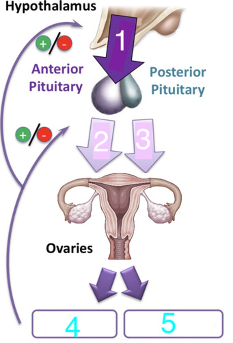 <p>what are 2 and 3?</p>