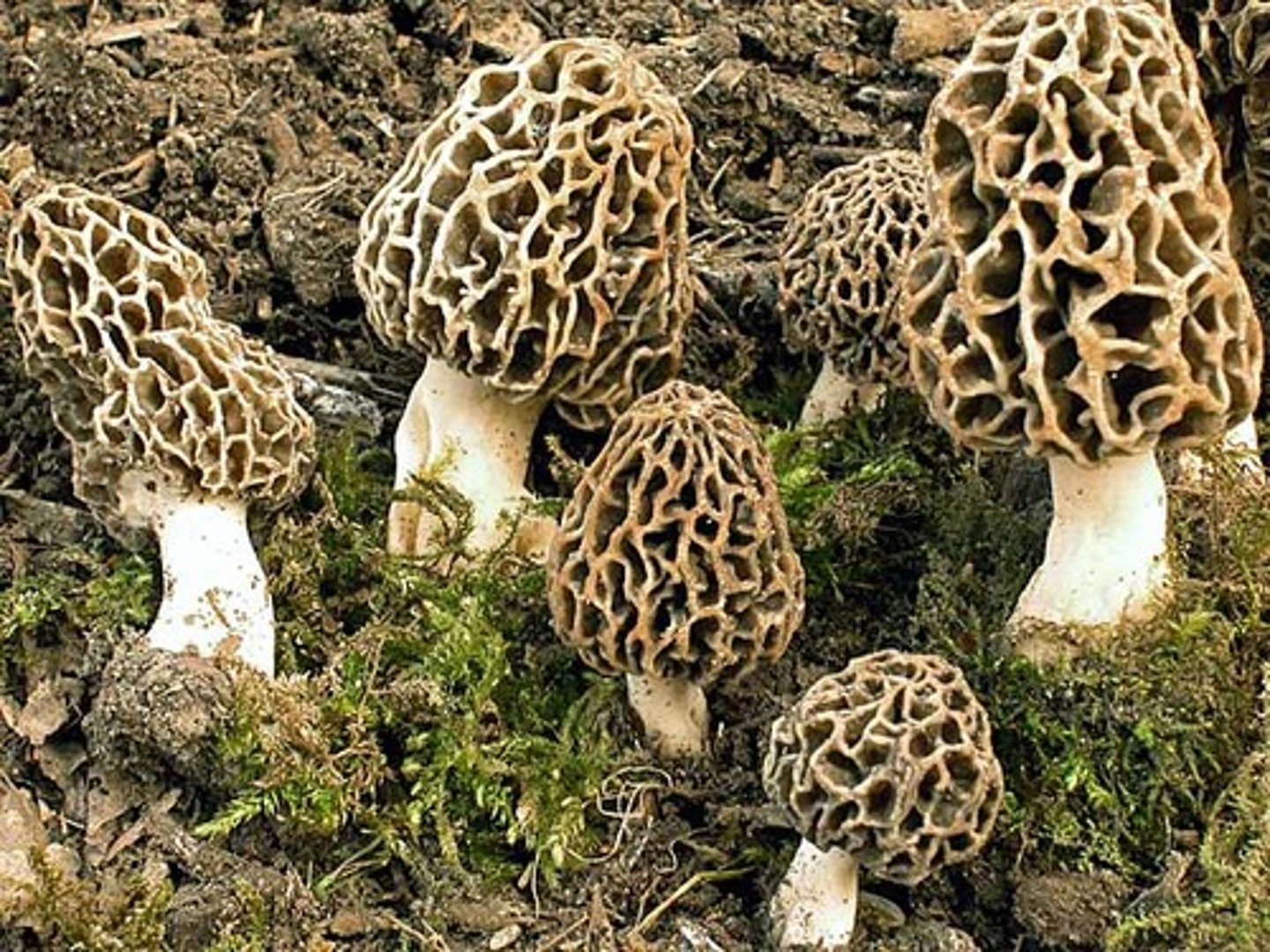 <p>honeycomb-like</p>