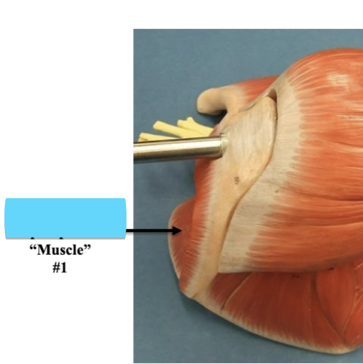 <p>Label muscle #1 </p>