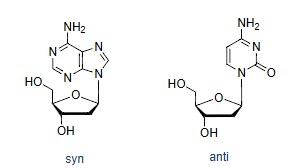<p><span style="background-color: transparent;">Pyrimidines: N1-C1′(β); Purines: N9-C1′(β)</span></p>