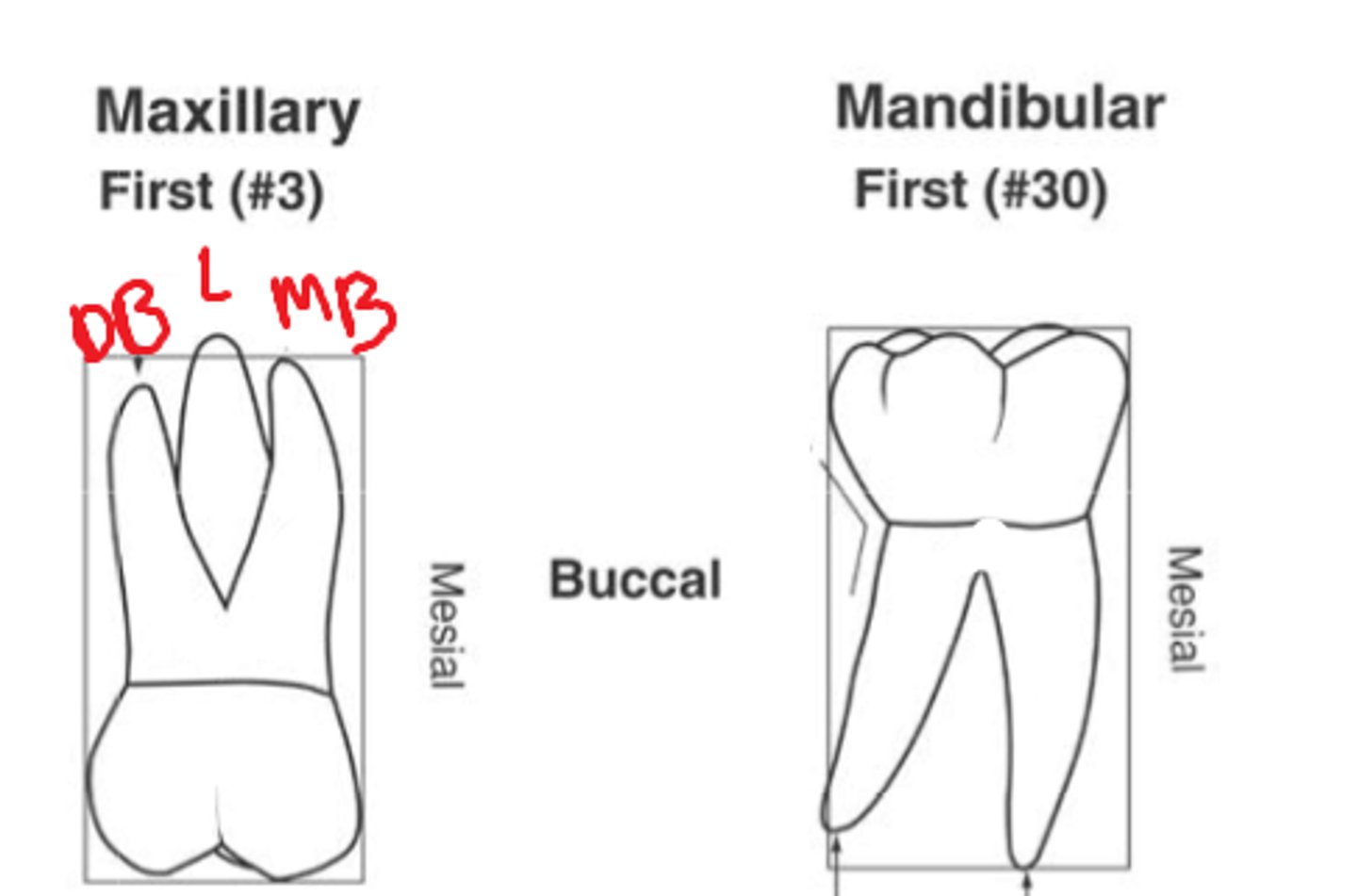 <p>-mesiobuccal root</p><p>-distobuccal root</p><p>-lingual (palatal) root</p>
