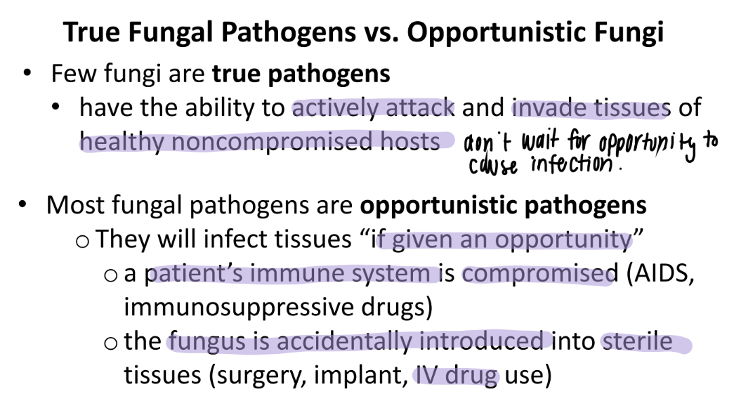 <p>VERY rare. </p><p>they have to actively ATTACK and INVADE non-compromised tissues </p>