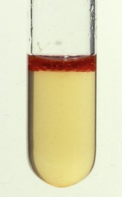 <p>What does it mean if indole is red</p>