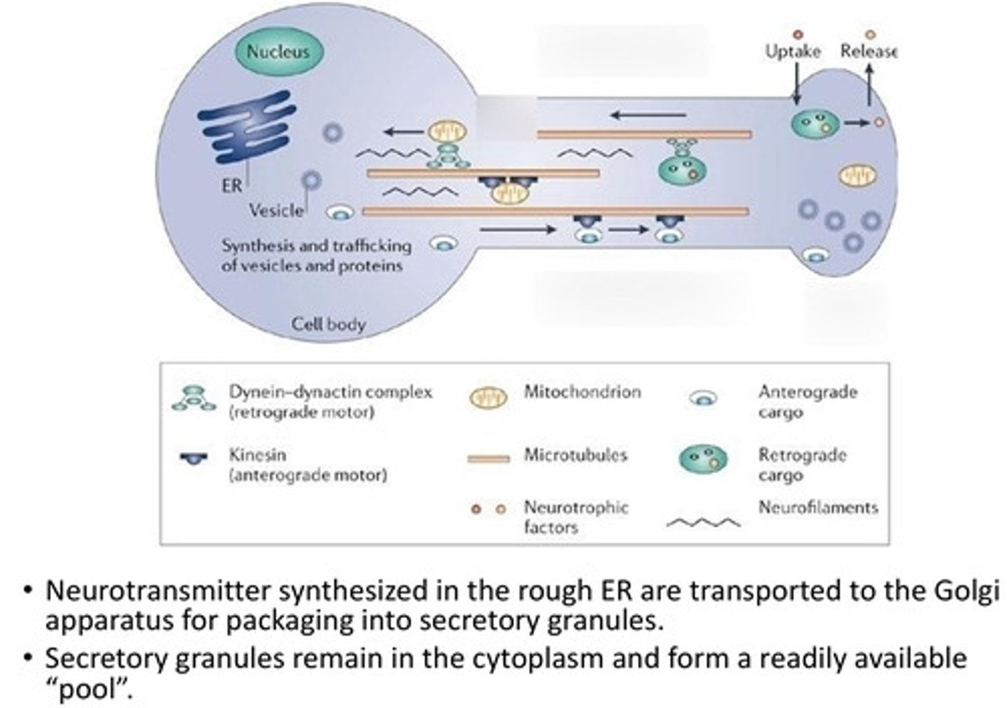 <p>ER and transported to the golgi for packaging into secretory granules</p>