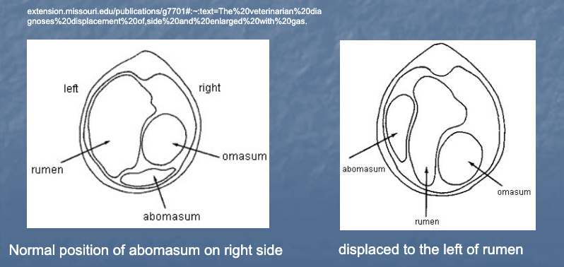 <ul><li><p>Abomasum occasionally may be displaced to the left of the rumen and upwards when its muscular wall loses tone, and the stomach becomes filled with gas</p></li><li><p>Low forage diets and sudden changes in grain feeding levels may result in DA</p></li><li><p>Clinical signs include anorexia and decreased milk production</p><ul><li><p>Treatment cost ($100300 per case)</p></li><li><p>Treated cows produce ~800 lbs. less the next month</p></li></ul></li><li><p>Permanent correction is best achieved by surgically entering the abdomensurgically entering the abdomen</p></li></ul>